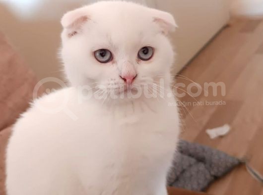 British Shorthair Ve Longhair Yavrular görsel