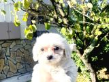 Maltesse Terrier Güzel Yavrular