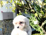 Maltesse Terrier Güzel Yavrular