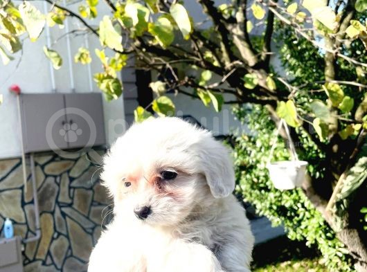 Maltesse Terrier Güzel Yavrular görsel