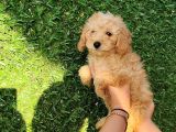 Safkan Toy Poodle Ve Teacup Poodle Bebeklerimiz Sizleri Bekliyor