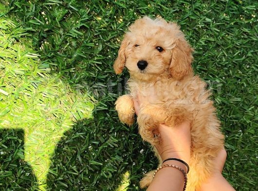 Safkan Toy Poodle Ve Teacup Poodle Bebeklerimiz Sizleri Bekliyor görsel