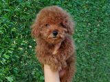 Safkan Toy Poodle Ve Teacup Poodle Bebeklerimiz Sizleri Bekliyor