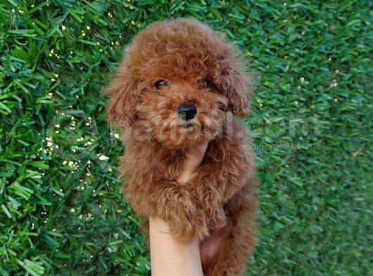 Safkan Toy Poodle Ve Teacup Poodle Bebeklerimiz Sizleri Bekliyor görsel
