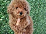 Safkan Toy Poodle Ve Teacup Poodle Bebeklerimiz Sizleri Bekliyor