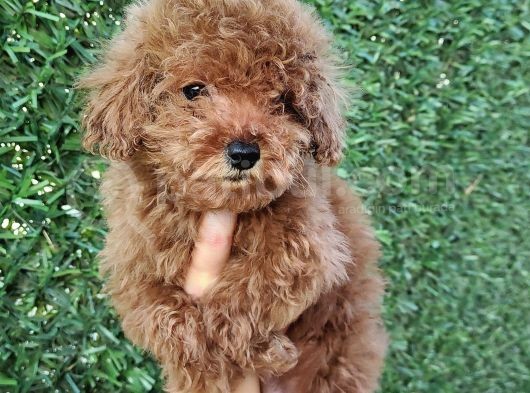 Safkan Toy Poodle Ve Teacup Poodle Bebeklerimiz Sizleri Bekliyor görsel