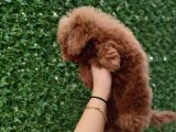 Safkan Toy Poodle Ve Teacup Poodle Bebeklerimiz Sizleri Bekliyor
