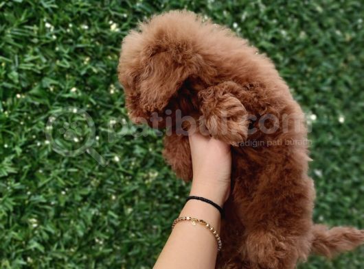Safkan Toy Poodle Ve Teacup Poodle Bebeklerimiz Sizleri Bekliyor görsel