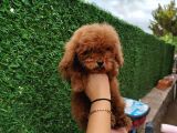 Safkan Toy Poodle Ve Teacup Poodle Bebeklerimiz Sizleri Bekliyor