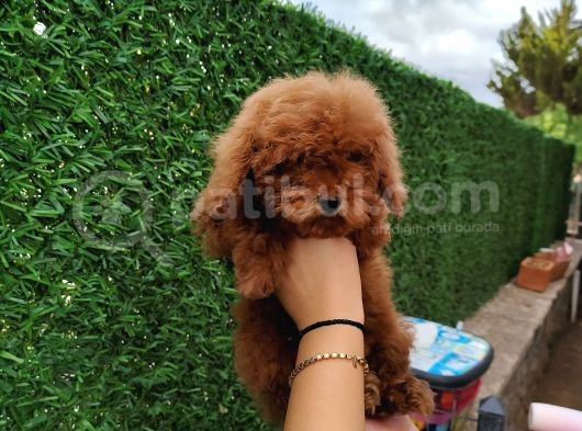 Safkan Toy Poodle Ve Teacup Poodle Bebeklerimiz Sizleri Bekliyor
