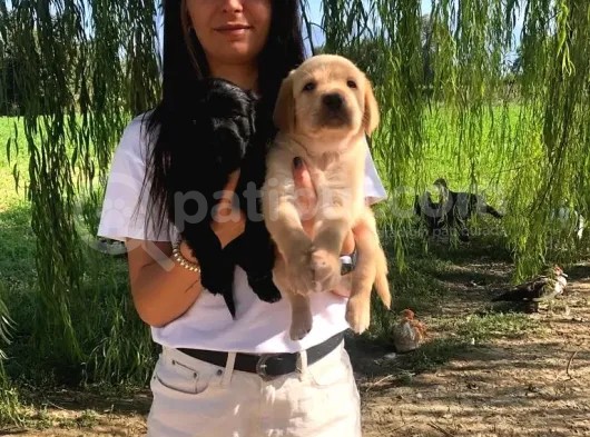 Labrador Retri̇ever Babyface Irk Garanti̇li̇ görsel