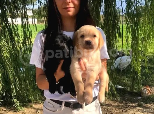 Labrador Retri̇ever Babyface Irk Garanti̇li̇ görsel