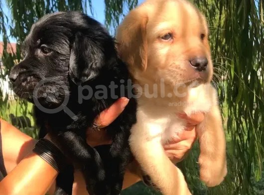 Labrador Retri̇ever Babyface Irk Garanti̇li̇ görsel