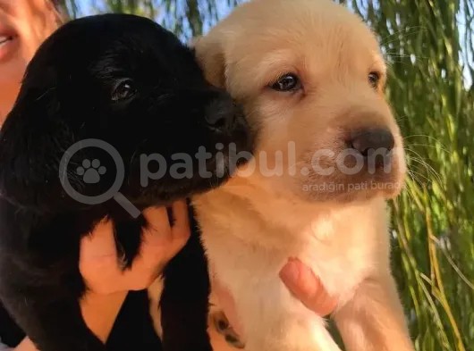 Labrador Retri̇ever Babyface Irk Garanti̇li̇ görsel