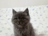 British Shorthair Ve Longhair Yavrular