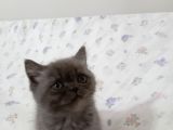 British Shorthair Ve Longhair Yavrular