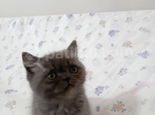British Shorthair Ve Longhair Yavrular görsel
