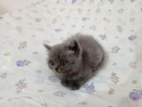 British Shorthair Ve Longhair Yavrular