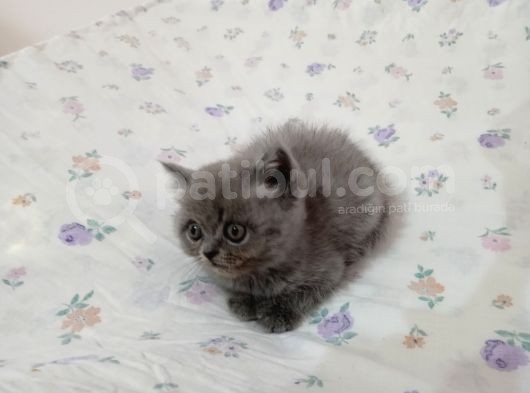 British Shorthair Ve Longhair Yavrular görsel