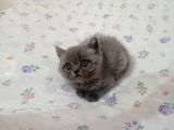 British Shorthair ve Longhair Yavrular