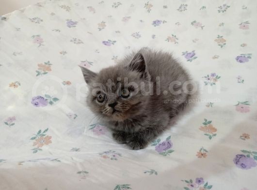 British Shorthair Ve Longhair Yavrular