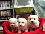 Orji̇nal Maltese Terri̇er Yavrularimiz Gelmi̇şti̇r