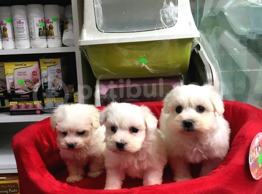 Orji̇nal Maltese Terri̇er Yavrularimiz Gelmi̇şti̇r