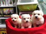 Orji̇nal Maltese Terri̇er Yavrularimiz Gelmi̇şti̇r