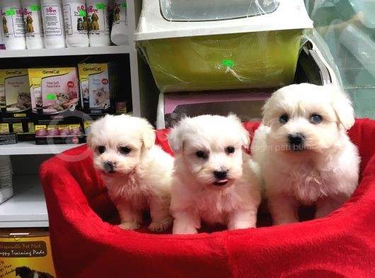 Orji̇nal Maltese Terri̇er Yavrularimiz Gelmi̇şti̇r görsel
