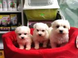 Orji̇nal Maltese Terri̇er Yavrularimiz Gelmi̇şti̇r
