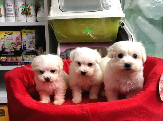 Orji̇nal Maltese Terri̇er Yavrularimiz Gelmi̇şti̇r görsel