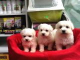 Orji̇nal Maltese Terri̇er Yavrularimiz Gelmi̇şti̇r