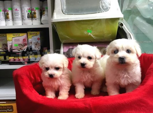 Orji̇nal Maltese Terri̇er Yavrularimiz Gelmi̇şti̇r görsel