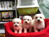 Orji̇nal Maltese Terri̇er Yavrularimiz Gelmi̇şti̇r