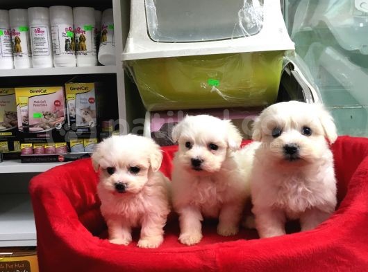 Orji̇nal Maltese Terri̇er Yavrularimiz Gelmi̇şti̇r görsel