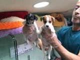 Jack Russell Terri̇er Yavrularimiz Gelmi̇şti̇r