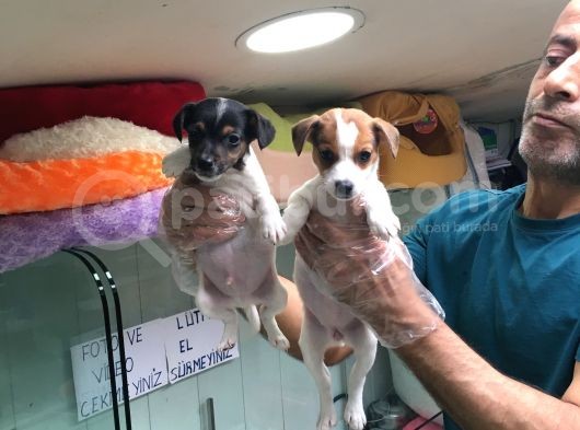 Jack Russell Terri̇er Yavrularimiz Gelmi̇şti̇r
