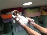 Jack Russell Terri̇er Yavrularimiz Gelmi̇şti̇r
