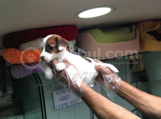 Jack Russell Terri̇er Yavrularimiz Gelmi̇şti̇r görsel