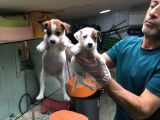 Jack Russell Terri̇er Yavrularimiz Gelmi̇şti̇r