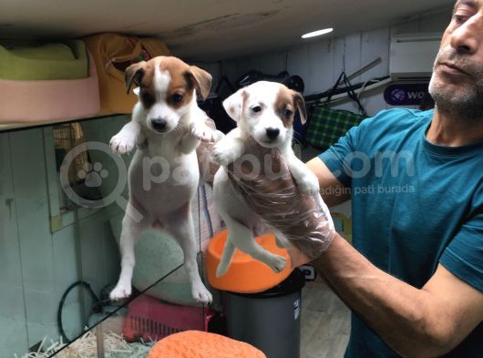 Jack Russell Terri̇er Yavrularimiz Gelmi̇şti̇r görsel