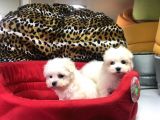 Orji̇nal Maltese Terri̇er Yavrularimiz Gelmi̇şti̇r