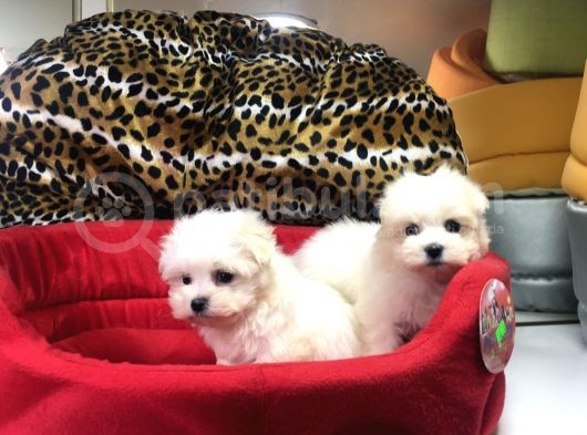 Orji̇nal Maltese Terri̇er Yavrularimiz Gelmi̇şti̇r görsel