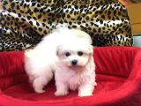 Orji̇nal Maltese Terri̇er Yavrularimiz Gelmi̇şti̇r