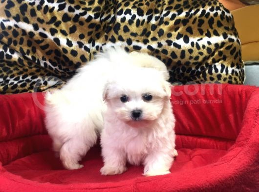 Orji̇nal Maltese Terri̇er Yavrularimiz Gelmi̇şti̇r görsel