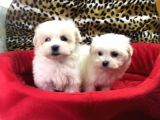 Orji̇nal Maltese Terri̇er Yavrularimiz Gelmi̇şti̇r