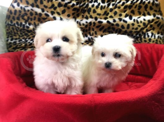 Orji̇nal Maltese Terri̇er Yavrularimiz Gelmi̇şti̇r görsel