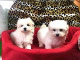 Orji̇nal Maltese Terri̇er Yavrularimiz Gelmi̇şti̇r