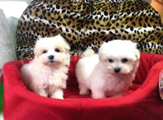 Orji̇nal Maltese Terri̇er Yavrularimiz Gelmi̇şti̇r görsel
