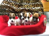 Jack Russell Terri̇er Yavrularimiz Gelmi̇şti̇r